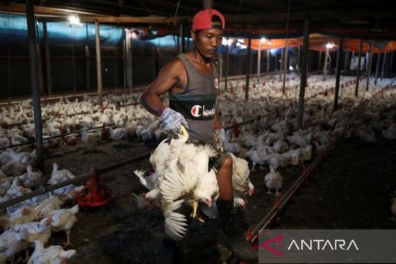 Tak Sampai Sebulan, Malaysia Sudah Cabut Larangan Ekspor Ayam - JPNN.COM