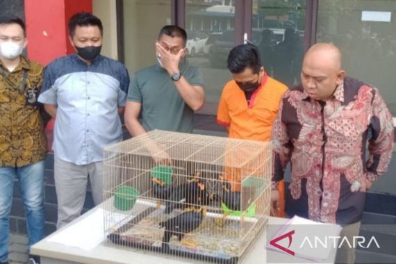 Pria Penjual Burung Terancam Punah Ini Ditangkap - JPNN.COM
