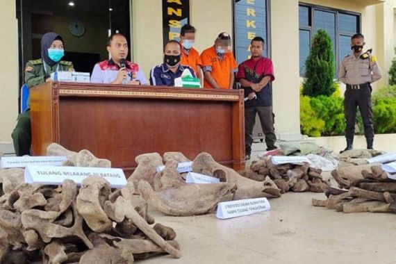 Polisi Tangkap Penjual Tulang Gajah, Sebegini Keuntungan yang Didapat - JPNN.COM