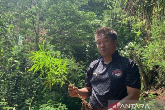 Ganja Tumbuh Subur di Atas Bukit, Siap Panen - JPNN.COM