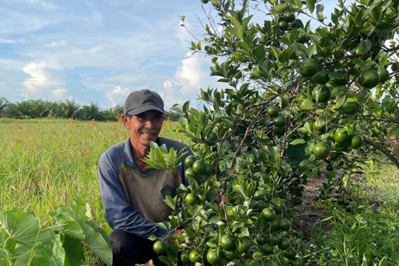 Ratusan Petani di Kalteng Ikuti Program Bertani Tanpa TBTK, Hasil Panen Sangat Memuaskan - JPNN.COM