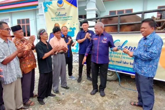 Iduladha 2022, NasDem Papua Barat Salurkan Puluhan Sapi Kurban - JPNN.COM