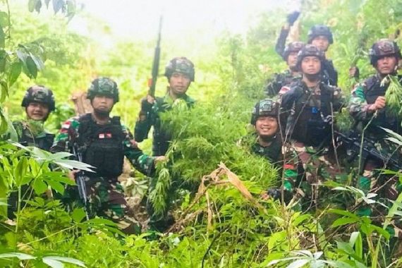 Prajurit TNI Kembali Temukan Ladang Ganja 5 Hektare di Keerom - JPNN.COM