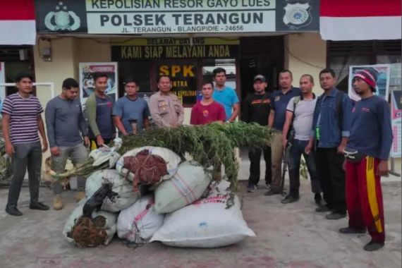 Ganja Tumbuh Subur di Aceh, Itu Buktinya, Jangan Melongo - JPNN.COM