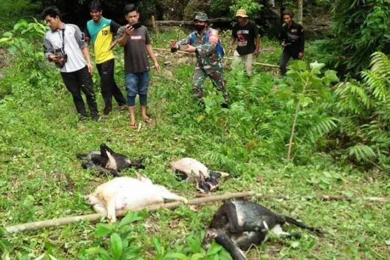 Harimau Teror Warga di Tanjab Timur, Belasan Kambing Dalam Kandang Mati Dimangsa - JPNN.COM