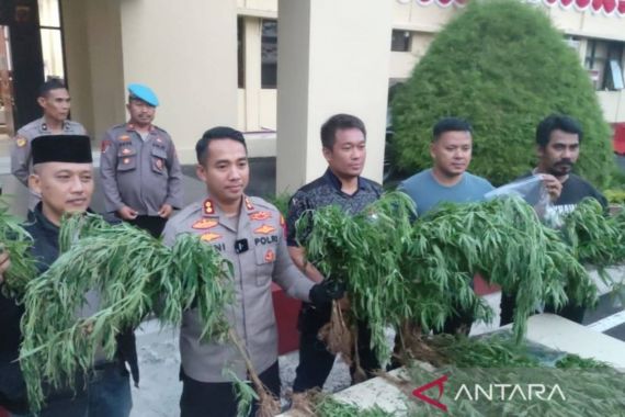 Ladang Ganja di Cianjur Sudah Pernah Dipanen, Sebegini Banyaknya, Edan - JPNN.COM