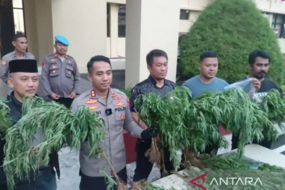 Tidak Hanya di Aceh, Ladang Ganja 10 Hektare Juga Ada di Cianjur, Astaga! - JPNN.COM