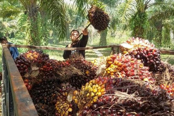 Harga Sawit Jambi Anjlok, Ini Sebabnya - JPNN.COM