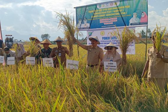 Petani Pangkep Panen Raya Berkat Teknologi CSA - JPNN.COM