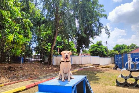 Anjing Pelacak Milik Bea Cukai Batam Ini Berhasil Mengendus Paket Berisi Barang Haram - JPNN.COM