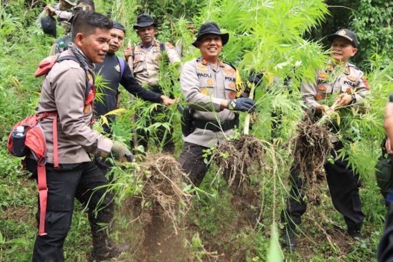 Polisi Musnahkan Ladang Ganja Seluas 2 Hektare Milik Seorang Petani - JPNN.COM