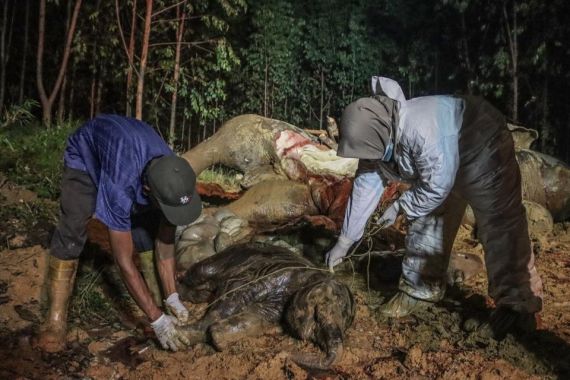 BBKSDA Riau Ungkap Penyebab Kematian Gajah Betina yang Sedang Hamil, Ternyata - JPNN.COM