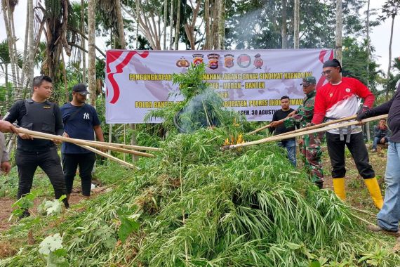 Polda Banten Buru Tersangka Sampai Ujung Sumatra dan Temukan Ladang Ganja - JPNN.COM