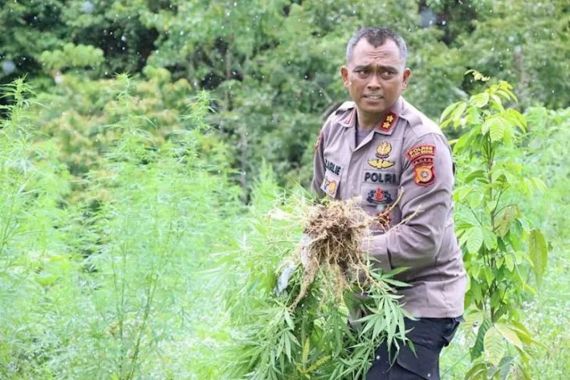 Ribuan Batang Ganja di Ladang Aceh Dimusnahkan, Lihat Tuh Aksi Pak Kapolres - JPNN.COM