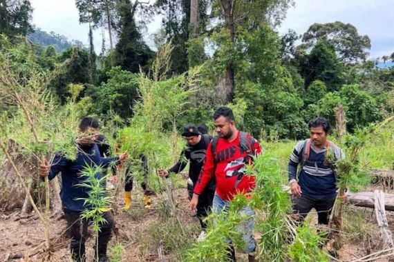 Lagi, Ladang Ganja Ditemukan di Aceh, Luas Banget - JPNN.COM