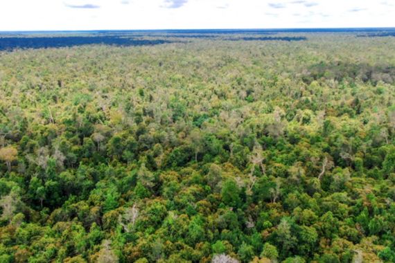 Melalui Program Perhutanan Sosial, Puluhan Ribu Hektar Hutan Desa Direstorasi oleh Warga di Katingan - JPNN.COM