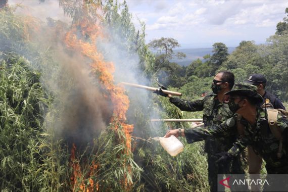 Gunakan Satelit, BNN Sudah Banyak Temukan Ladang Ganja di Aceh - JPNN.COM