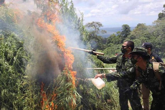 Ladang Ganja Siapa? Luas Banget - JPNN.COM