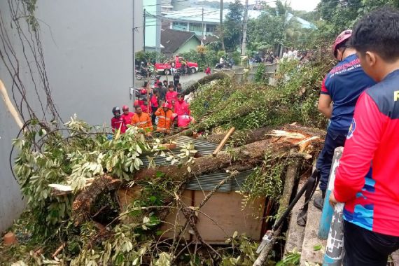 Tertimpa Pohon Durian, Syaifuddin Tewas dengan Luka Parah di Kepala, Innalillahi - JPNN.COM