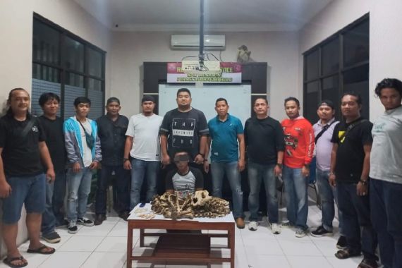 Jual Tulang Belulang Harimau Sumatra, RN Diringkus Polres Inhu - JPNN.COM