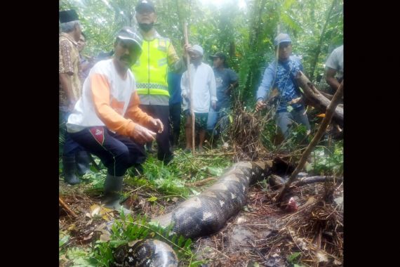 Kronologi Ibu Penyadap Karet di Jambi Tewas Ditelan Ular Piton 6 Meter - JPNN.COM