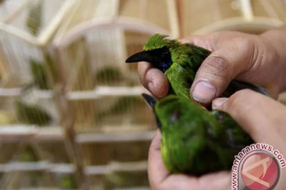 Karantina Pertanian Tarakan Melepasliarkan Burung Cucak Hijau di Hutan - JPNN.COM