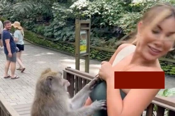 Nakal, Monyet di Monkey Forest Ubud Memelorotkan Baju Eks Miss Peru - JPNN.COM