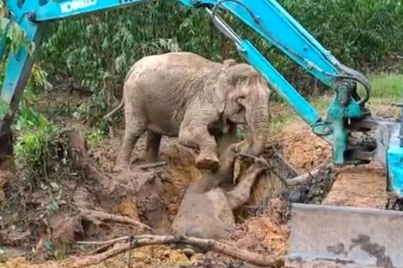 Gajah Betina Selamatkan Anaknya yang Tergelincir di Dalam Lubang, Lihat - JPNN.COM