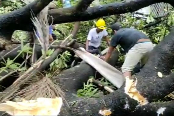 2 Tukang Bangunan Tertimpa Pohon di Pengadilan Negeri Makassar, Begini Kronologinya - JPNN.COM
