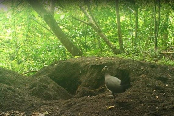 Turut Lestarikan Satwa Langka, PLN Berhasil Menetaskan 9 Telur Burung Maleo - JPNN.COM