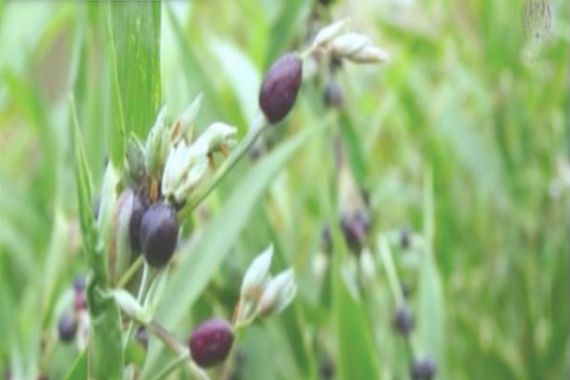 Berkenalan dengan Hanjeli, Bahan Makanan Pengganti Nasi, Manfaatnya Luar Biasa - JPNN.COM