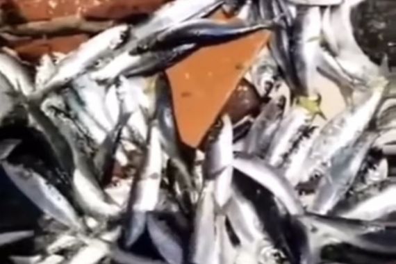 Ribuan Ikan di Pulau Seribu Lompat ke Darat, Kok Bisa? - JPNN.COM