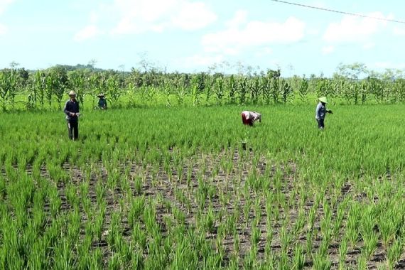 Ratusan Hektare Tanaman Padi di Lombok Tengah Terancam Gagal Panen, Ini Penyebabnya - JPNN.COM