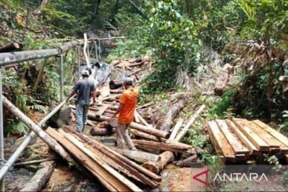 Hutan Gunung Lengkuas Bintan Rusak Parah, Pelaku Pembalakan Liar Belum Ditangkap - JPNN.COM