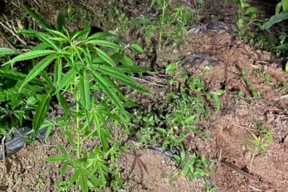 Ratusan Tanaman Ganja Ditemukan di Kebun Kopi, Siapa Pemiliknya? - JPNN.COM