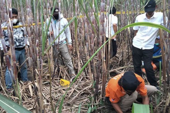 Ada Kerangka Manusia di Ladang Tebu, Polisi Temukan Rambut dan Pakaian - JPNN.COM