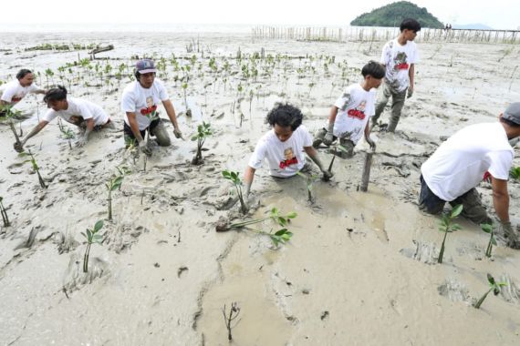 Orang Muda Ganjar Kalbar Tanam 500 Bibit Mangrove di Mempawah - JPNN.COM