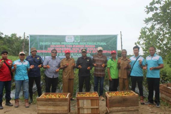 Petani DMPA Sukses Panen Raya Tomat & Jagung, Hasilnya Sebegini  - JPNN.COM