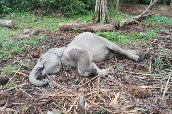 Gajah Jantan Bernama Damar Mati, Dunia Konservasi Berduka - JPNN.COM