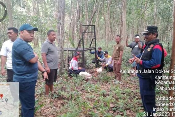 Harimau Muncul di Permukiman, Bupati Siak Minta Warga Meningkatkan Kewaspadaan - JPNN.COM