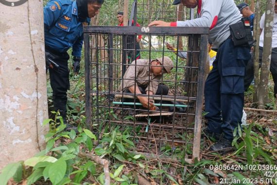 Harimau Sumatera Berkeliaran di Kota Siak, Masyarakat Resah - JPNN.COM