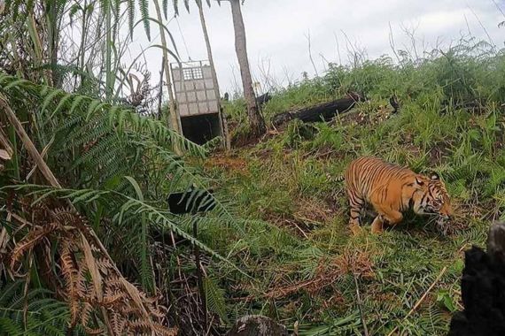 Ngeri, Harimau Mengamuk Serang Petugas Patroli di Aceh Selatan, 1 Orang Luka Berat - JPNN.COM