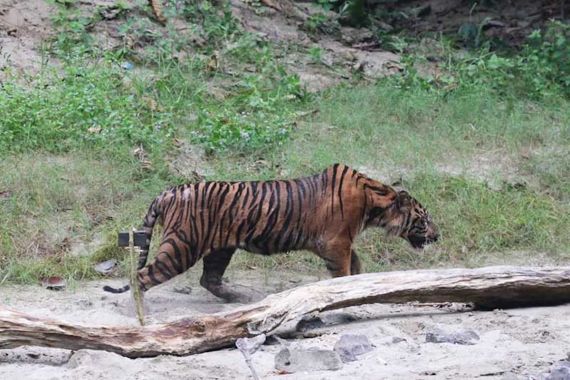 Harimau Menyerang Warga di Aceh Selatan, BKSDA Turunkan Tim - JPNN.COM