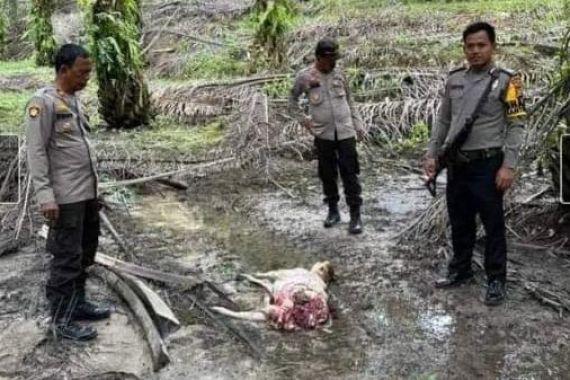 Harimau Teror Warga di Lubuk Dalam, 2 Ekor Sapi Ditemukan Mati Diterkam - JPNN.COM