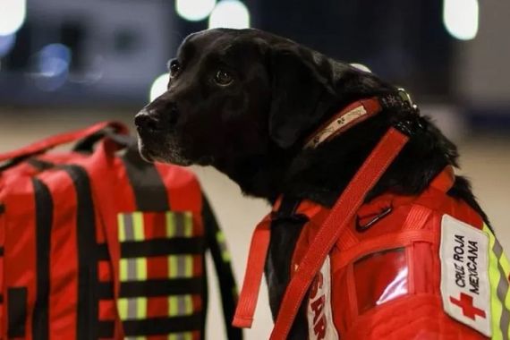 16 Anjing Pahlawan Meksiko Dikerahkan ke Lokasi Gempa Turki, Apa Kehebatan Mereka? - JPNN.COM