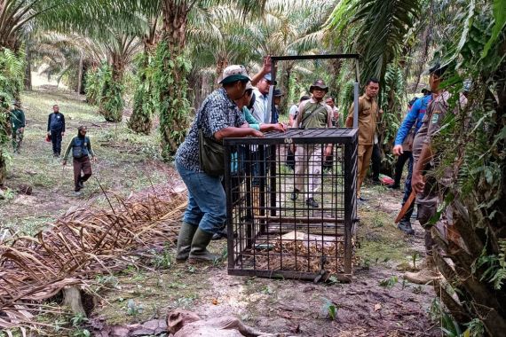 BBKSDA Riau Pasang Perangkap untuk Harimau Pemangsa 2 Sapi di Siak - JPNN.COM