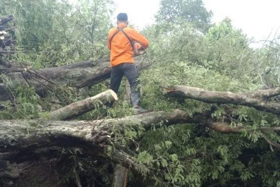 Tujuh Pohon Tumbang di Bekasi, Dua Menimpa Rumah Warga - JPNN.COM