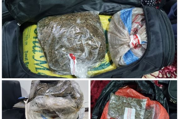 Bea Cukai Gagalkan Peredaran Ganja di Wilayah Papua, Sebegini Banyaknya - JPNN.COM