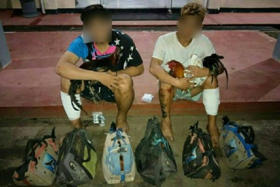 Pencuri Ayam Puluhan Juta Ditangkap, Lihat Tuh Barang Buktinya - JPNN.COM