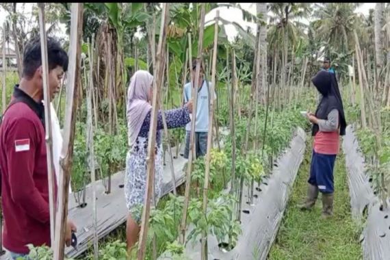 Cabai di Pasar Lelang Sleman Mampu Pasok Kebutuhan di Jakarta - JPNN.COM